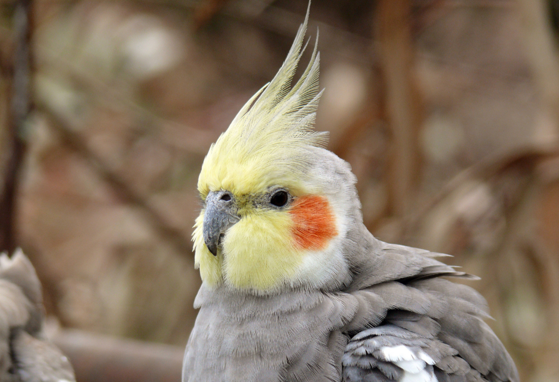 A close up of a grey and yellow parrot