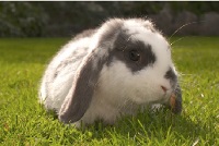 Rabbit on a green grass