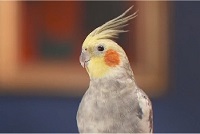 A close up of a parrot