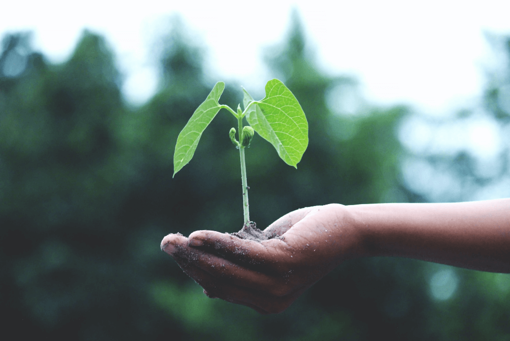Green plant in hand