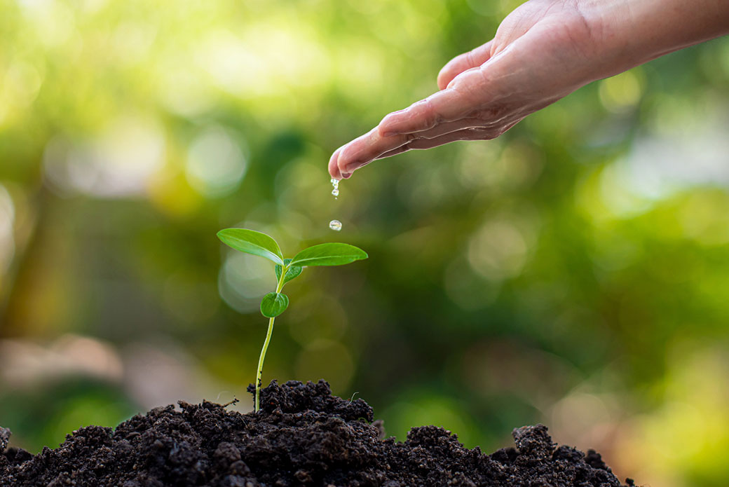 Hands watering growing plants on soil